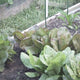May Gardening: Succession Planting