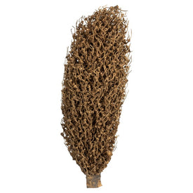 22" x 7" Dried and Preserved Natural Olympia Seed Pod