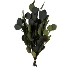 18" -20" x 8" Dried and Preserved Green Eucalyptus Pupulus Branches 1 Lb Bunch