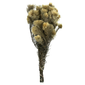 15"-18" Dried and Preserved Natural Green Phyliscens 6 oz Bundle