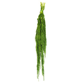 Vickerman 30" Spring Green Amaranthus Bundle, Preserved