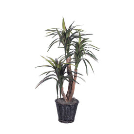 4' Artificial Extra-Full Marginata Bush in Rattan Basket