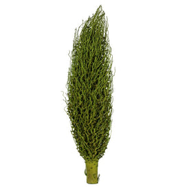 22" x 7" Dried and Preserved Basil Olympia Seed Pod