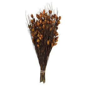 15"-20" Dried and Preserved Bell Grass with Autumn Pod 10 oz