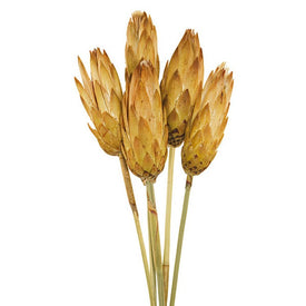 8"-12" Dried and Preserved Cream Repens on Natural Stem 180 Per Case