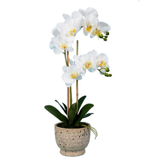 Product Image: FN181301 Decor/Faux Florals/Plants & Trees