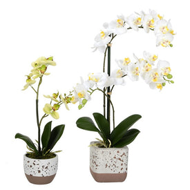 13.5" & 18" Artificial Mini White Phalaenopsis with Real Touch Leaves Set of 2
