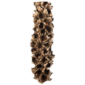 26"-28" Dried and Preserved Natural Giant Seed Pod Half
