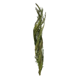 40"-48" Dried and Preserved Twisted Foliage Green Coco Palms