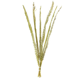36"-38" Dried and Preserved Basil Coco Thin Palm Stems 6-Pack