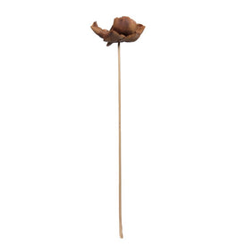 2.75"-3.6" Dried and Preserved Natural Palm Caps with Stems 75-Pack