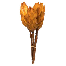 8"-12" Dried and Preserved Aspen Gold Repens on Natural Stem 180 Per Case
