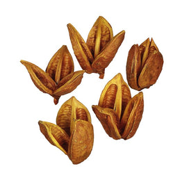 3"-4" Dried and Preserved Aspen Gold Sora Pods 25-Pack