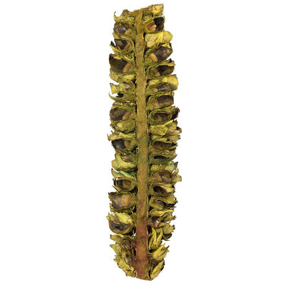 26"-28" Dried and Preserved Basil Giant Seed Pod Half