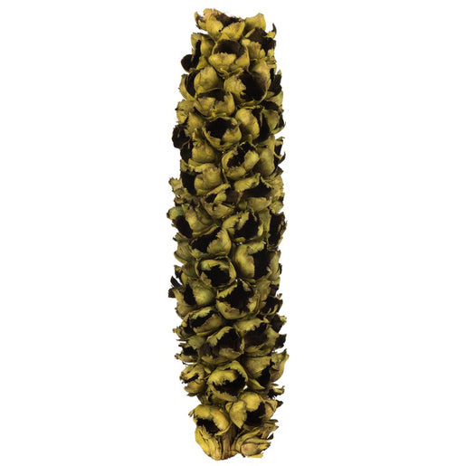 26"-28" Dried and Preserved Basil Giant Seed Pod Half