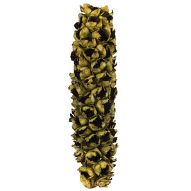 26"-28" Dried and Preserved Basil Giant Seed Pod Half