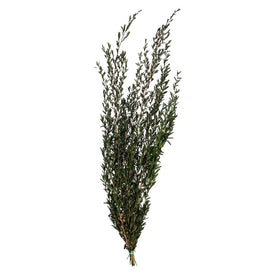 Vickerman 25-36" Green Lepto Longifolia. 6-7 oz Bundle. Preserved