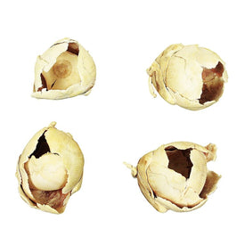 2"-3" Dried and Preserved Bleached Cacho Pods 60 Per Case