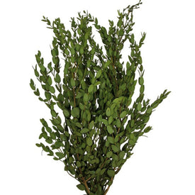 18"-22" Dried and Preserved Green Parvafolia Stem 5 oz Bundle