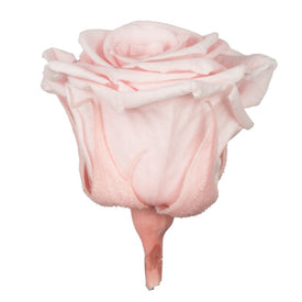 1" Blush Pink Tiny Rose Heads 15 Per Box