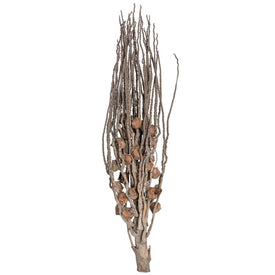 32" Dried and Preserved Natural Coco Jhar 10-Pack