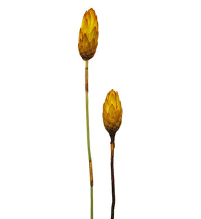Product Image: H1REP700 Decor/Faux Florals/Floral Arrangements