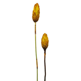 8"-12" Dried and Preserved Lemon Yellow Repens on Natural Stem 180 Per Case