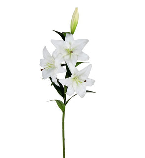 Product Image: FD190511 Decor/Faux Florals/Plants & Trees