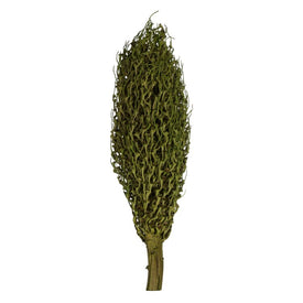 22" x 7" Dried and Preserved Foliage Green Olympia Seed Pod
