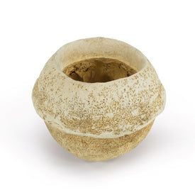 5"-7" Dried and Preserved Bleached Sapa Pods 3-Pack