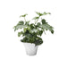 10019515 Outdoor/Lawn & Garden/Planters