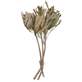 15"-18" x 3" Natural Preserved Banksia Prionote Three-Head Bunch