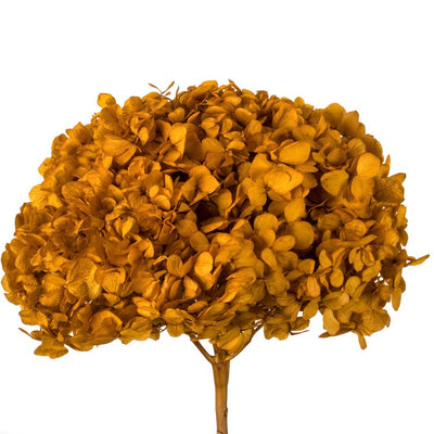 15" Natural Preserved Aspen Gold Hydrangea Stem