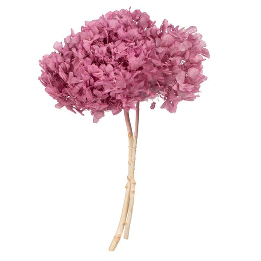 15" Natural Preserved Brombeer Hydrangea Stem