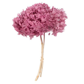15" Natural Preserved Brombeer Hydrangea Stem