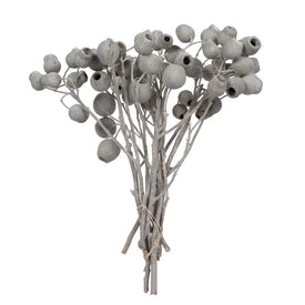 11" x 4" Natural Preserved Bellgum 5-7 Bells Ivory 10-Piece Bunch