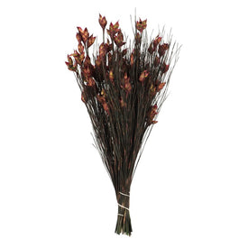15"-20" Natural Preserved Bell Grass with Merlot Pods Bundle