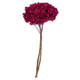 15" Natural Preserved Merlot Hydrangea Stem