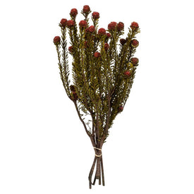 12" Natural Preserved Red Tortum 5oz Bundle