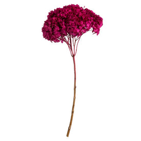 15" Natural Preserved Raspberry Hydrangea Stem