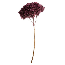 15" Natural Preserved Purple Orchid Hydrangea Stem