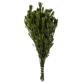 18"-24" Natural Preserved Spring Green Platys Foliage 5oz Bundle