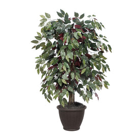 4' Capensia Bush in Brown Plastic Pot
