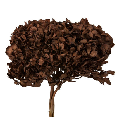 15" Natural Preserved Brown Hydrangea Stem