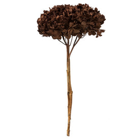 15" Natural Preserved Brown Hydrangea Stem