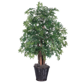 4' Ming Aralia Bush in Rattan Container