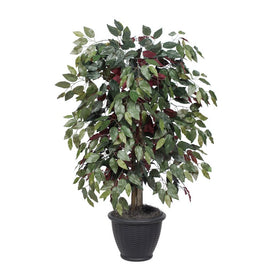 4' Capensia Bush in Gray Plastic Pot