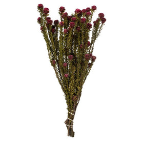 12" Natural Preserved Merlot Tortum 5oz Bundle