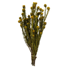 12" Natural Preserved Yellow Tortum 5oz Bundle