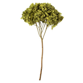 15" Natural Preserved Antique Moss Hydrangea Stem